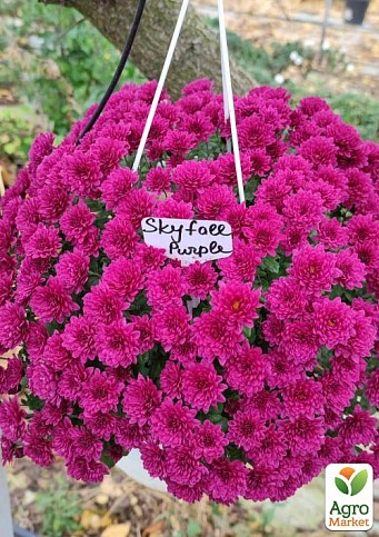 Хризантема ампельна «Skyfall Purple»