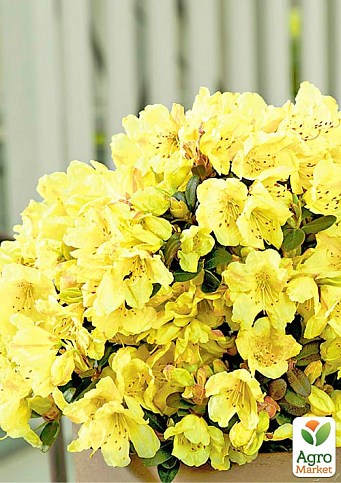 LMTD Рододендрон цветущий 7-и летний "Saffrano" (высота 60-80см) - фото 2