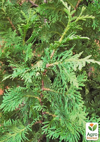 Туя западная "Spiralis" С5, высота 80-90см - фото 2