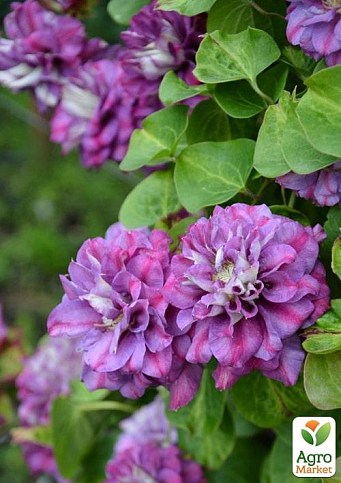 Клематис 2-х летний "Krolova Bona" С2 - фото 2