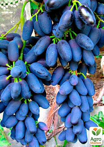 Виноград "Академик" (очень раннего срока созревания) - фото 2