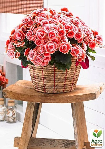 Бегонія "Мармурова" 1шт - фото 3