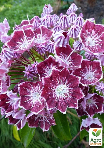Кальмия latifolia "Kaleidoscope"