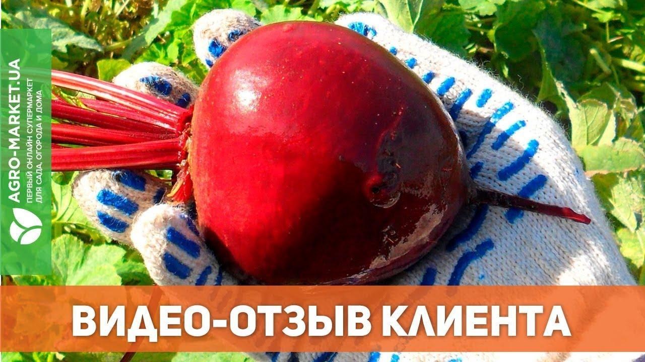 На вагу Морква "Регульська" ТМ "Весна" ціна за 15г