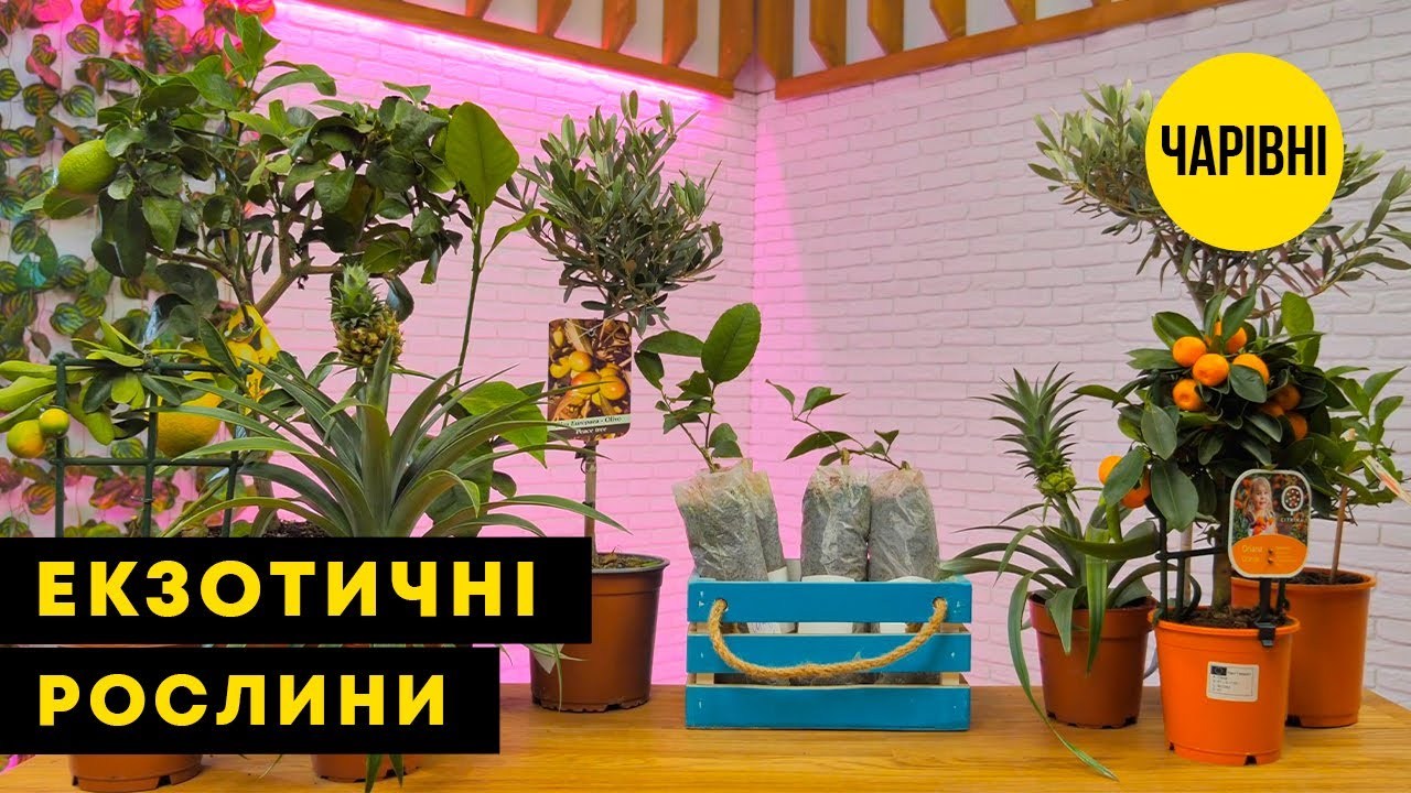 Банан кімнатний "Київський суперкарлик"