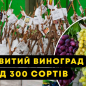 Виноград "Дюжина" (раннеспелый, урожайность до 100 кг с куста) цена