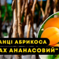 Ексклюзив! Абрикос яскраво-помаранчевий з рум'янцем "Сонця відблиск" (Sun glare) (преміальний середньо-пізній сорт)