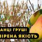 Груша "Абат Фетель" (зимовий сорт, пізній термін дозрівання) цена