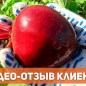 На вагу Морква "Ням-ням" ТМ "Весна" ціна за 15г