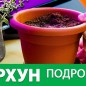 Естрагон (Тархун) "Монарх" ТМ "Аеліта" 0.05г купить