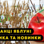 Яблуня красномясая "Ера" (зимовий сорт, пізній термін дозрівання) цена