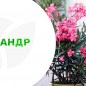 Олеандр напівмахровий "Rubis" (вічнозелений, запашний чагарник)