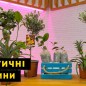 Банан кімнатний "Київський суперкарлик"