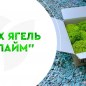 Стабілізований мох Ягель "Лайм" 500 г