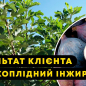 Інжир саджанець 3х-річний «Брунсвік» (висота 70-90см)