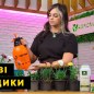 Гвоздика Китайская карликовая "Peach Party" (контейнер № 10, высота 10 см) купить