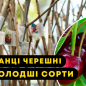Черешня "Мелітопольська чорна" великоплідна (літній сорт, ранньо-середній термін дозрівання) цена