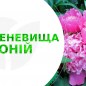 Півонія трав'яниста низькоросла "Moscow" 1шт в упаковці цена
