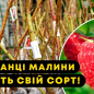 Уцінка!!! Малина мікс сортів. купить