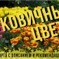 Герань (Geranium) багаторічна cantabrigiense "Biokovo" купить