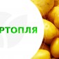Картофель "Каррера" семенной среднеспелый (1 репродукция) 1кг
