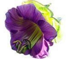 СЕМЕНА КОБЕИ: купить семена кобеи почтой в Киеве, Одессе и Украине ...