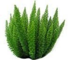 ГОЛЛАНДСКИЕ СЕМЕНА АСПАРАГУСА: купить голландские семена аспарагуса ...