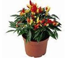 СЕМЕНА ДЕКОРАТИВНОГО ПЕРЦА: купить семена декоративного перца почтой в ...