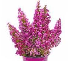 ЭРИКА: купить саженцы эрики почтой в Киеве, Одессе и Украине - цена в ...