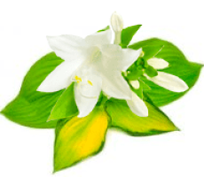 ХОСТЫ: купить саженцы и луковицы хосты почтой в Киеве, Одессе и Украине ...