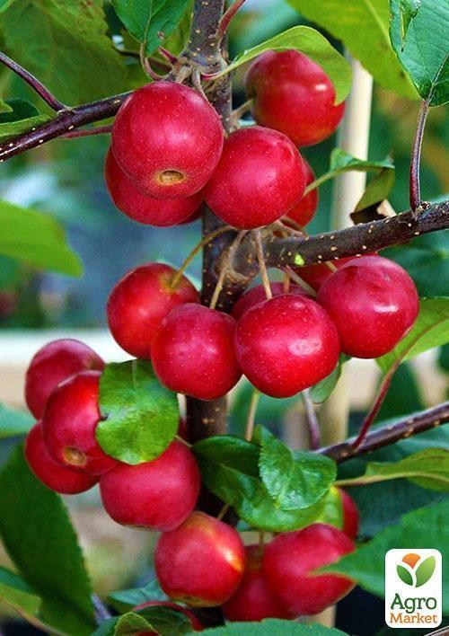 райские яблочки сорт яблони. ябколи медовая китайка. ранетка яблоня райка. колоновидная яблоня райские яблочки. раечка колоновидная.