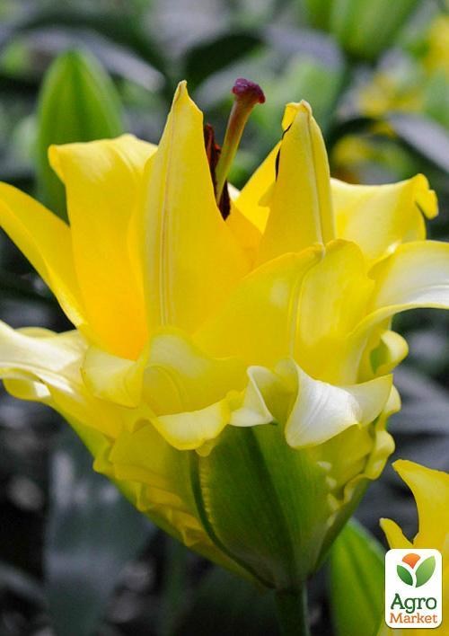 Лілія "Exotic Sun" купити поштою в Одесі, Києві, Україні | Agro-Market