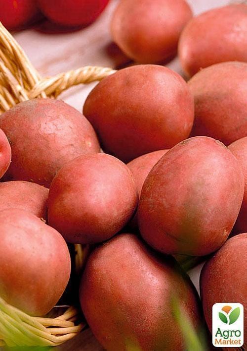 Сорт мемфис картофель характеристика. Картофель Амур. Картошка Мемфис. Картофель Мемфис фото. Картофель Мемфис описание.