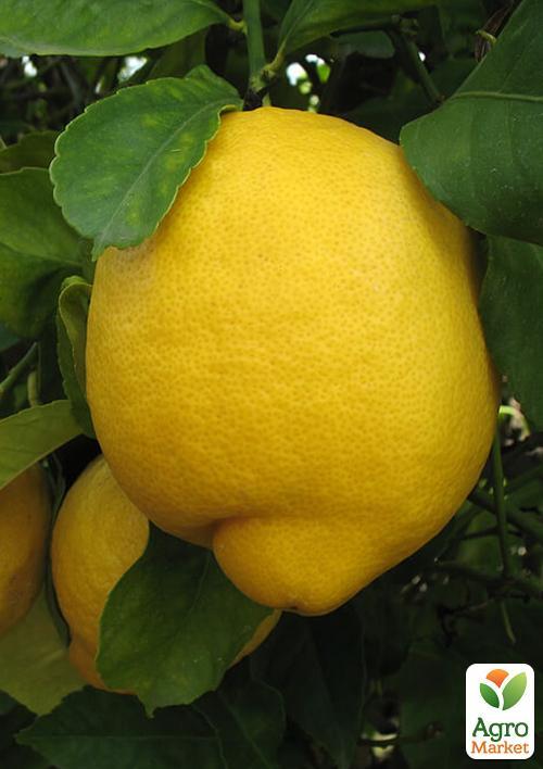 Лимон это гибрид. Лимон Лисбон. Лимон гибрид. Лимон гибрид чего. Гибрид лимона кистевой.