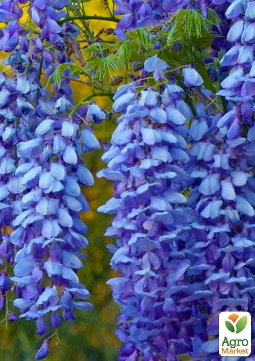 Глициния Купить Саженец