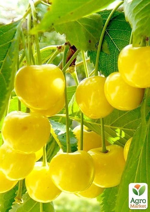 Черешня жовта "Дачниця": купити поштою в Одесі, Києві, Україні | Agro ...