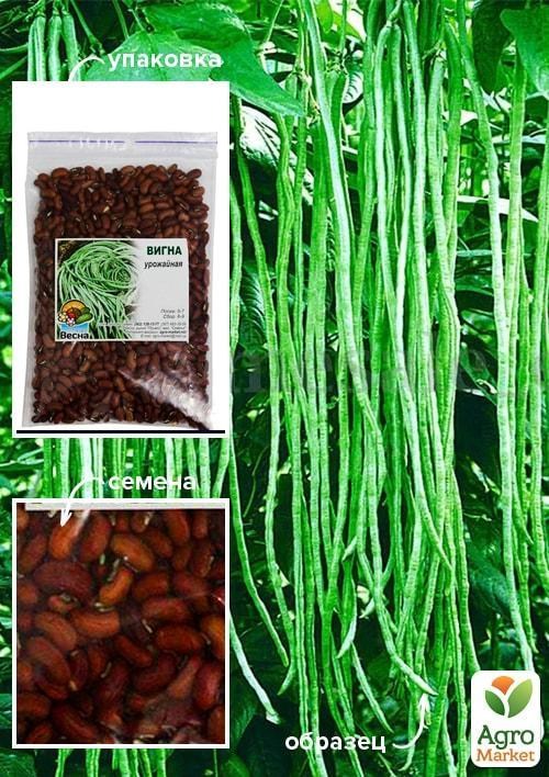Купить Семена Вигны В Интернет Магазине