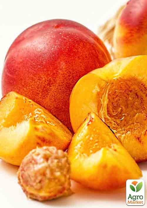Нектарин "Ред Голд": купити поштою в Одесі, Києві, Україні | Agro-Market