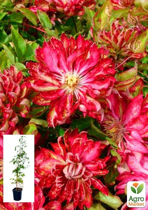 Клематис 3-х річний "Kaen" С2 купити поштою в Одесі, Києві, Україні ...