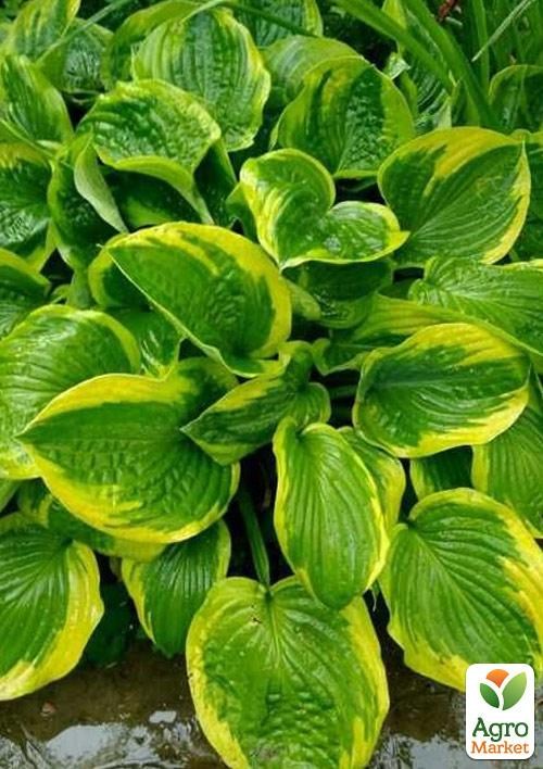 Хоста "Hameleon" купити поштою в Одесі, Києві, Україні | Agro-Market