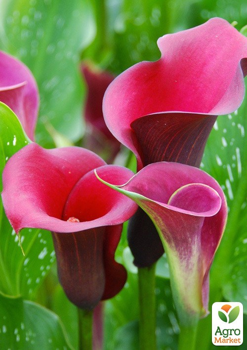 Калла "Zazu" купити поштою в Одесі, Києві, Україні | Agro-Market