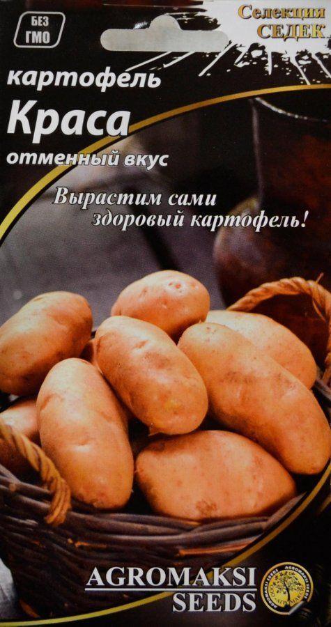 Картофель краса отзывы. Картофель Краса СЕДЕК. Сорт картофеля Краса. Семена картофель Краса. Семена картофель Краса СЕДЕК.