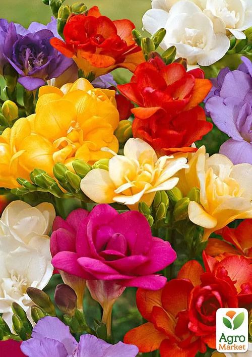 Фрезія махрова "Mix" купити поштою в Одесі, Києві, Україні | Agro-Market