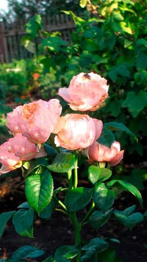 Роза флорибунда "Peony Pink"(Пиони Пинк) купить почтой в Одессе, Киеве ...