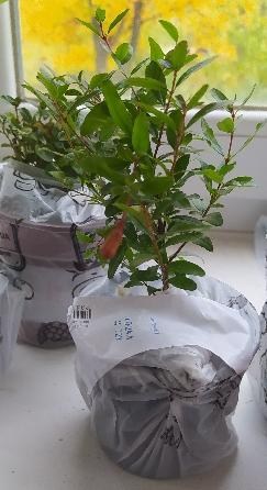 Гранат кімнатний «Бейбі» (плодоносний сорт) - фото 8