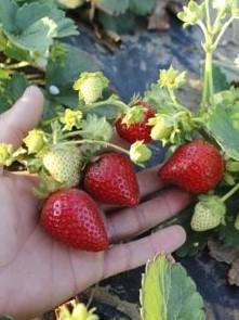 Клубника "Клери" (Clery) 5шт (ранний срок созревания, очень крупные красивые ягоды) - фото 8
