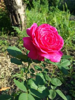 Эксклюзив! Роза парковая серебристо-розовая "Удивительная миссис Майзель" (The Amazing Mrs. Mayzel) (саженец класса АА+, премиальный высший сорт) - фото 4