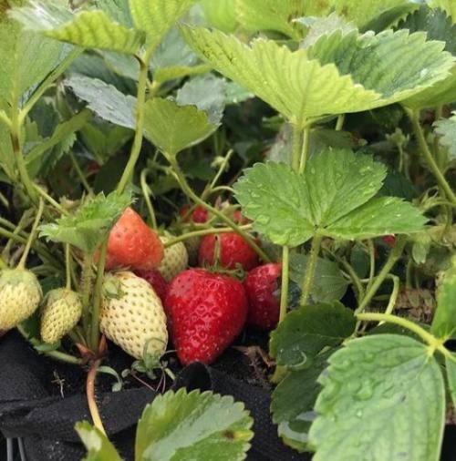 КЛУБНИКА АЛЬБА (ALBA), купить в Одессе, Киеве и Украине | Agro-Market