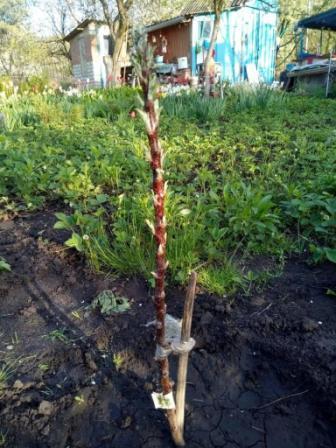 Эксклюзив! AGROBOX с высокоурожайным колоновидным деревом - фото 3