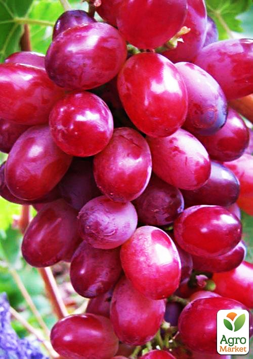 

Виноград Червоний палець (кишмиш, ранньо-середній термін дозрівання)